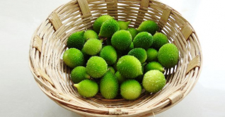 জেনে নিন কাঁকরোল খাওয়ার উপকারিতা