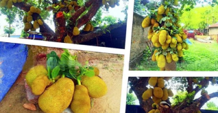 গাজীপুরের শ্রীপুরে কাঁঠালের বাম্পার ফলন গাজীপুরের শ্রীপুরে কাঁঠালের বাম্পার ফলন