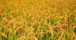 দিনাজপুরে কাটারী ভোগ ধানের বাম্পার ফলন