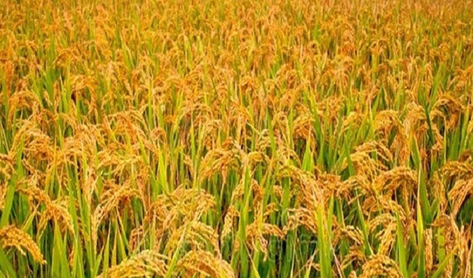 ফাইল ছবি।