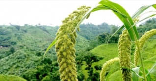 পাহাড়ে কাউন চাষের উজ্জ্বল সম্ভাবনা