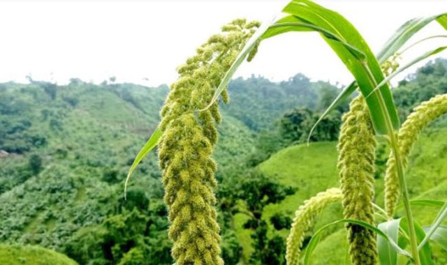 ফাইল ছবি