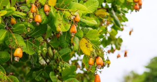 কুমিল্লায় কাজু বাদাম চাষে ব্যাপক সাফল্য