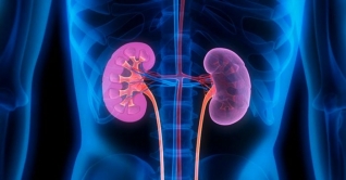 দেশে কিডনি রোগী দুই কোটি, ৫০ লাখই শিশু দেশে কিডনি রোগী দুই কোটি, ৫০ লাখই শিশু