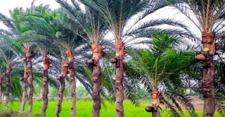 শার্শায় খেজুরের রস সংগ্রহে ব্যস্ত গাছিরা