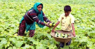 খিরা চাষে লাভবান কুল্লিার চরের কৃষকরা