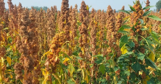 পঞ্চগড়ে চাষ হচ্ছে সুপার ফুডখ্যাত কিনোয়া