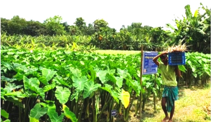 ফাইল ছবি