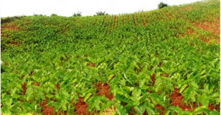 পাহাড়ে কচুর বাম্পার ফলনের স্বপ্ন দেখছে কৃষকরা