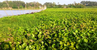 বড়বিলায় কচুরিপানায় পঁচে যাচ্ছে শাপলা ও পদ্মা ফুলের গাছ