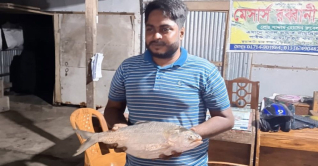 কুয়াকাটায় এক ইলিশ ৬ হাজার টাকায় বিক্রি