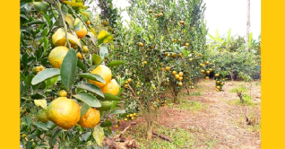 শ্রীপুরে ৭০ গাছে ১ হাজার ৪০০ কেজি কমলার ফলন