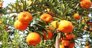 গাছে ঝুলছে কমলা, উঁকি দিচ্ছে সম্ভাবনা গাছে ঝুলছে কমলা, উঁকি দিচ্ছে সম্ভাবনা