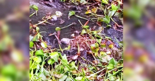 কঙ্কালের হাতের চুড়ি ও গলার মালা দেখে মাকে চিনলেন ছেলে