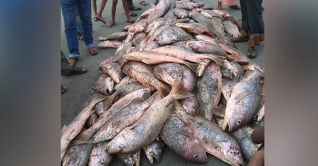 সেন্টমার্টিনে এক জালেই ৩০ মণ লাল কোরাল