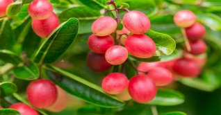 ওষুধি গুণসম্পন্ন ফল করমচা