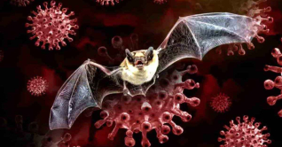 বাদুড়ের শরীরে নতুন করোনার সন্ধান, মানবদেহেও ছড়ানোর শঙ্কা বাদুড়ের শরীরে নতুন করোনার সন্ধান, মানবদেহেও ছড়ানোর শঙ্কা