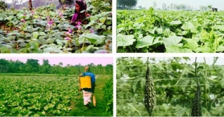 বদলে গেছে কুমিল্লার কৃষির চিত্র বদলে গেছে কুমিল্লার কৃষির চিত্র