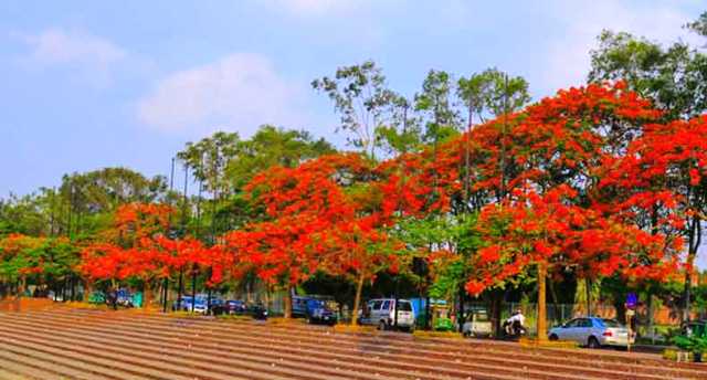 ফাইল ছবি