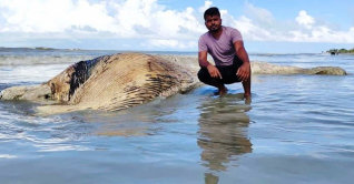 কুয়াকাটা সৈকতে ভেসে এলো বিশালাকৃতির মৃত তিমি