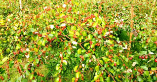 কুল চাষে ভাগ্যবদল