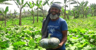 জয়পুরহাটে মিষ্টি কুমড়ার বাম্পার ফলন