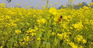 কুড়িগ্রামে লক্ষ্যমাত্রার থেকে বেশি সরিষার আবাদ
