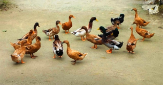 বাড়তি আয়ে হাঁস পালনে ঝুঁকছেন গ্রামের নারীরা 