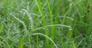 কুয়াশার চাদরে ঢাকা বিস্তীর্ণ ফসলের মাঠ