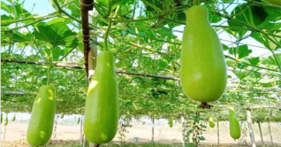 ঠাকুরগাঁও থেকে প্রতিদিন ৮০ হাজার লাউ যাচ্ছে ঢাকায়