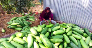 ফরিদপুরে লালমির বাম্পার ফলনে খুশি চাষিরা