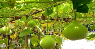 থানার জমিতে বিষমুক্ত সবজির বাগান থানার জমিতে বিষমুক্ত সবজির বাগান