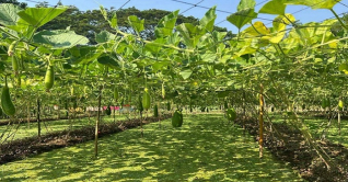 ভাসমান সবজি চাষে সফল ভূমিহীনরা