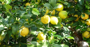 ডিপ্রেশন দূর করে লেবু পাতা 