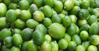 লেবুর দাম কমছেই না