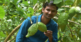 মৌলভীবাজারের ‘জারা লেবু’, ৫০ কোটি টাকার বাজার 