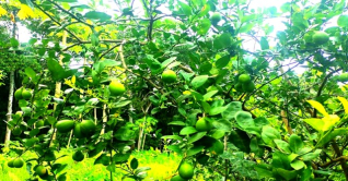 কাগজি লেবু চাষে সফলতা