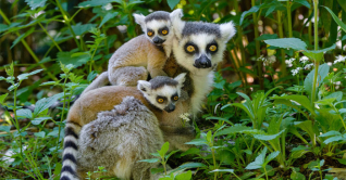 গাজীপুর সাফারি পার্ক থেকে এবার চুরি হলো আফ্রিকান লেমুর