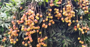 এক সপ্তাহ পরে বাজারে আসবে দিনাজপুরের লিচু এক সপ্তাহ পরে বাজারে আসবে দিনাজপুরের লিচু