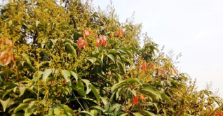 গাছ ছেয়ে গেছে ফুলে ফুলে, হিলি হয়ে উঠছে লিচুর রাজ্য গাছ ছেয়ে গেছে ফুলে ফুলে, হিলি হয়ে উঠছে লিচুর রাজ্য