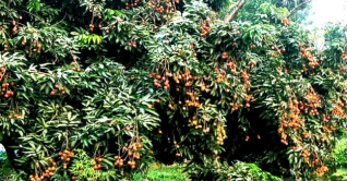 শ্রীপুরে চায়না-৩ জাতের লিচুর বাম্পার ফলন শ্রীপুরে চায়না-৩ জাতের লিচুর বাম্পার ফলন