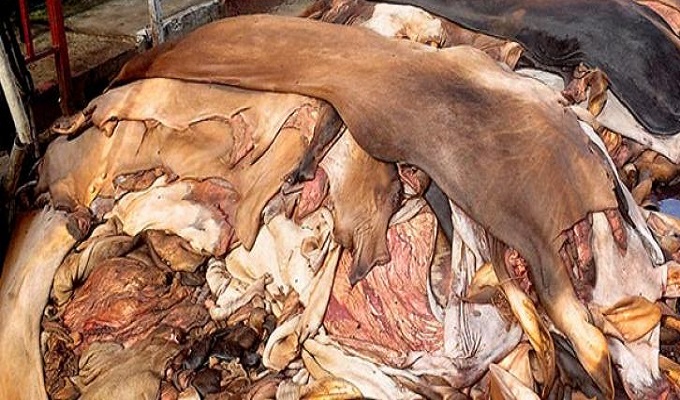 চামড়া সংরক্ষণ কাজে  শিশু নিয়োগ দিলে ব্যবস্থা