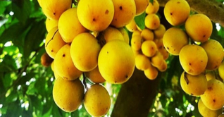 জামালপুরে লটকন চাষে গ্রামীন অর্থনীতি চাঙ্গা জামালপুরে লটকন চাষে গ্রামীন অর্থনীতি চাঙ্গা