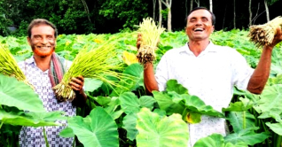গৌরীপুরের কৃষকরা ঝুঁকছে কচুর লতি চাষে