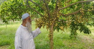 শ্রীপুরে লাখ টাকার লটকন বিক্রির স্বপ্ন দেখছেন চাষি আবুল শ্রীপুরে লাখ টাকার লটকন বিক্রির স্বপ্ন দেখছেন চাষি আবুল