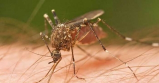 ডায়েট পিল ব্যবহারে মশার কামড় কমে ডায়েট পিল ব্যবহারে মশার কামড় কমে