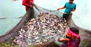 গোপালগঞ্জে মাছ উৎপাদনের লক্ষ্যমাত্রা ১ লাখ মেট্রিক টন