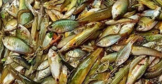 দেশীয় প্রজাতির ৬৪ মাছ প্রায় বিলুপ্ত দেশীয় প্রজাতির ৬৪ মাছ প্রায় বিলুপ্ত