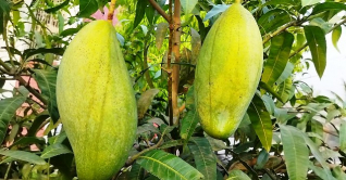 ব্রুনাই কিং আমের ওজন ৫ কেজি!