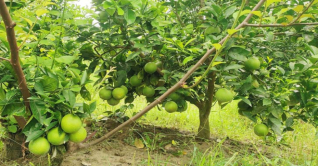 সাতক্ষীরায় মাল্টা চাষের পরিধি বাড়ছে